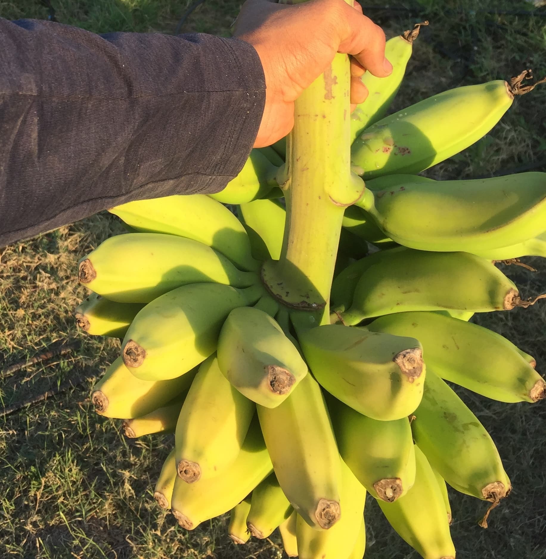 Banana