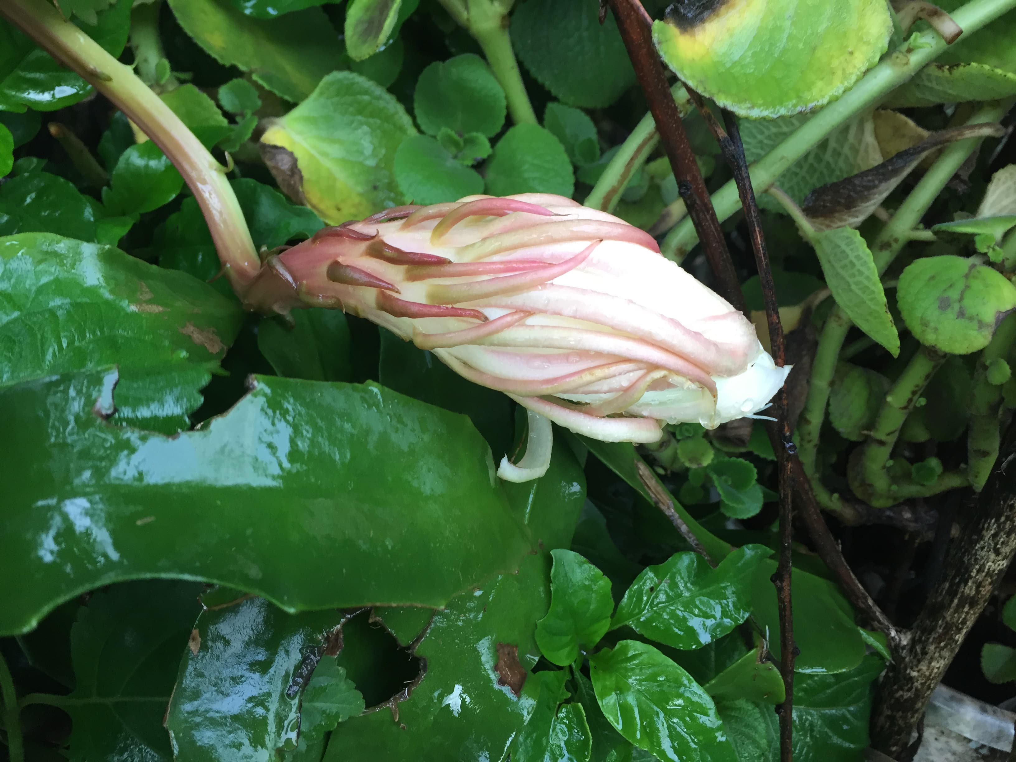 Brahmakamal