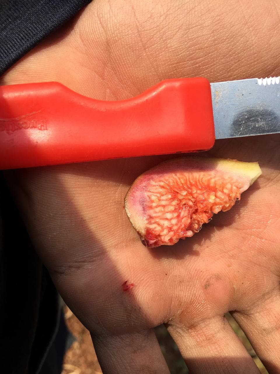 Fig