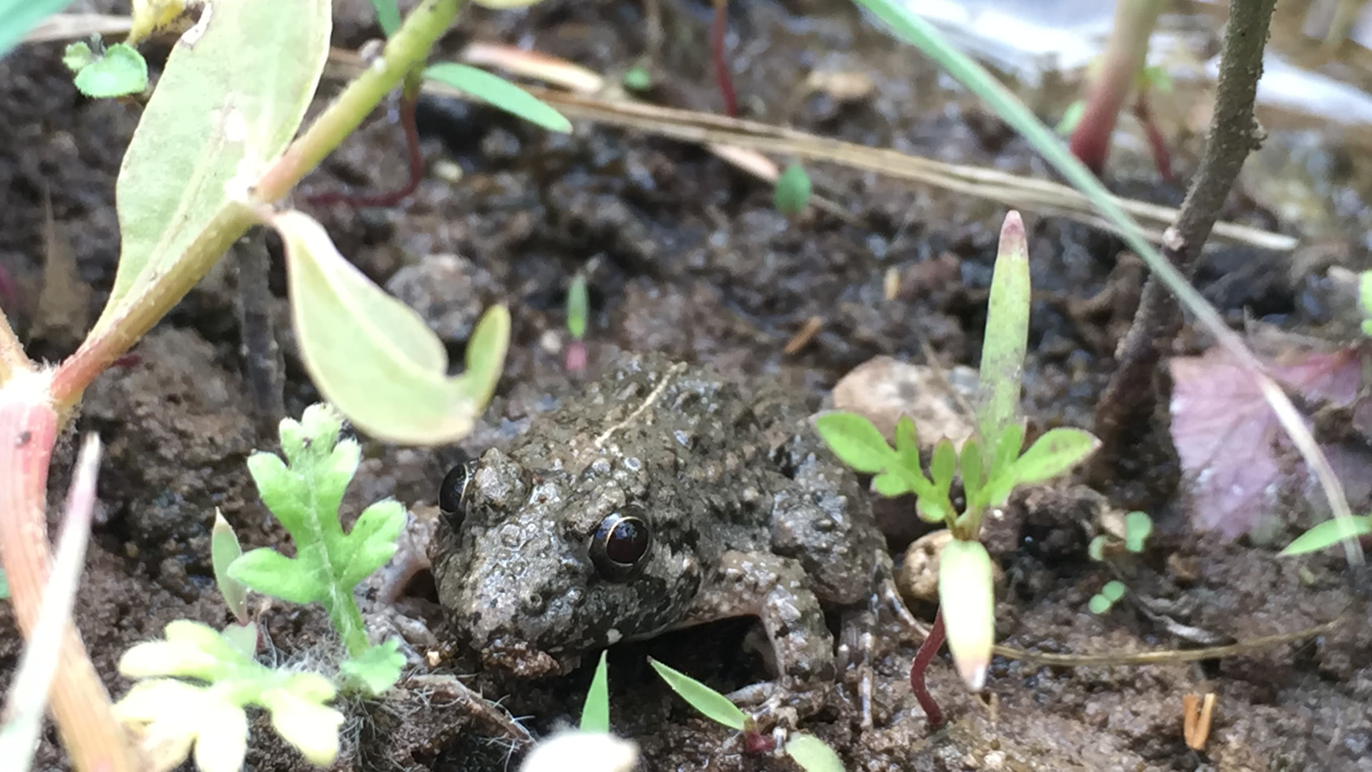 Indian Burrowing Frog