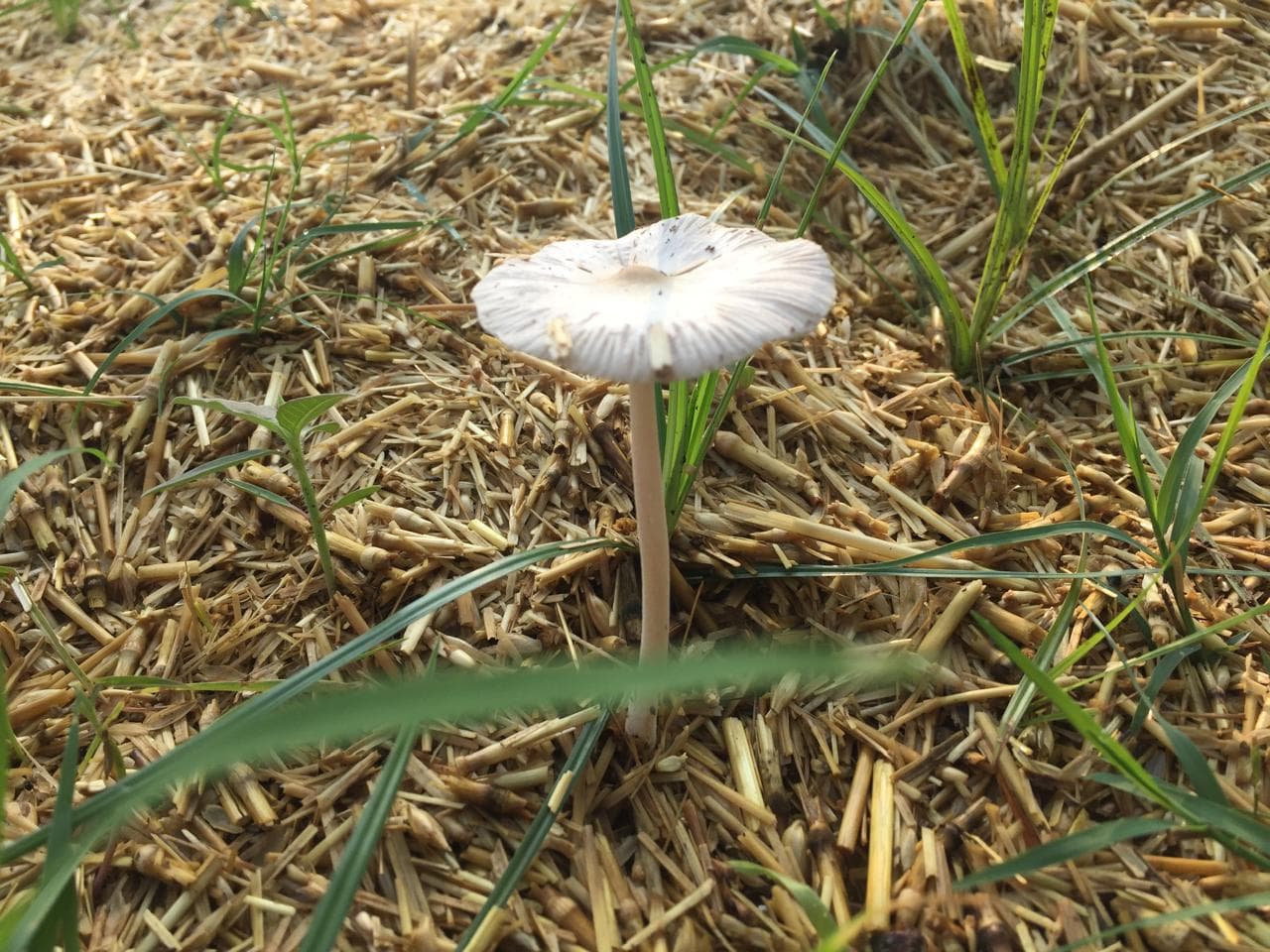 Fungi = Good Soil