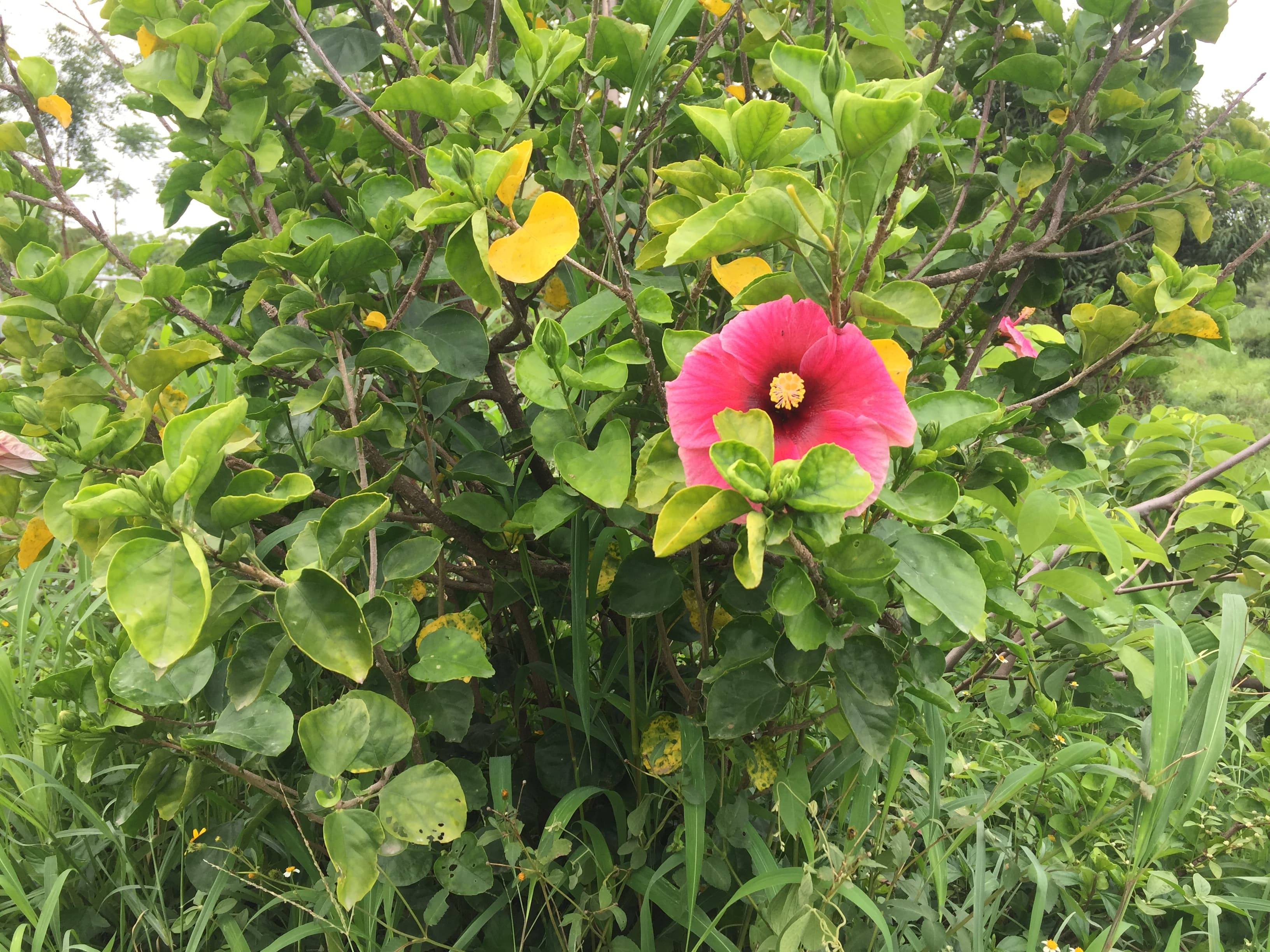 Hibiscus