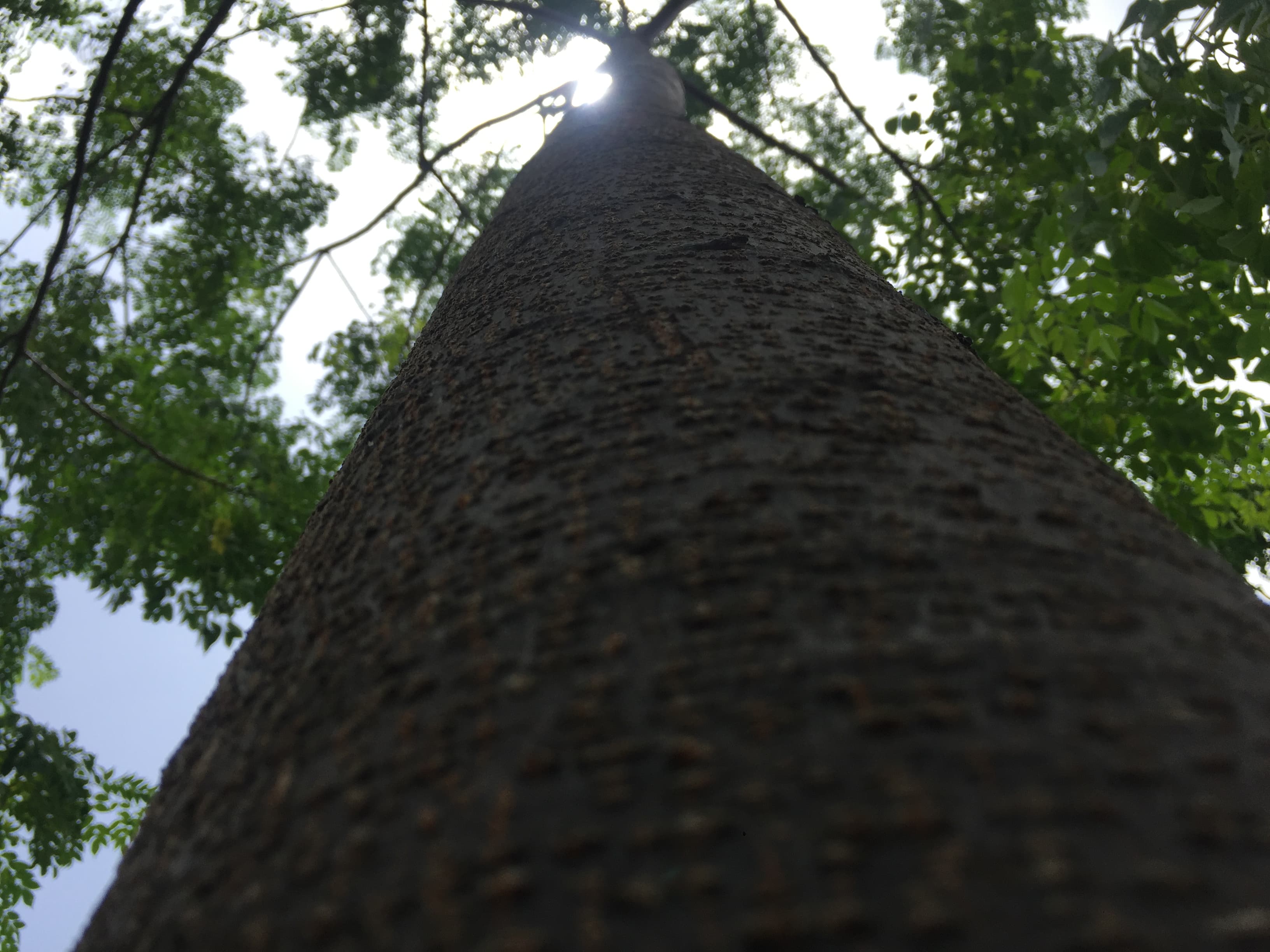 Malabar Neem