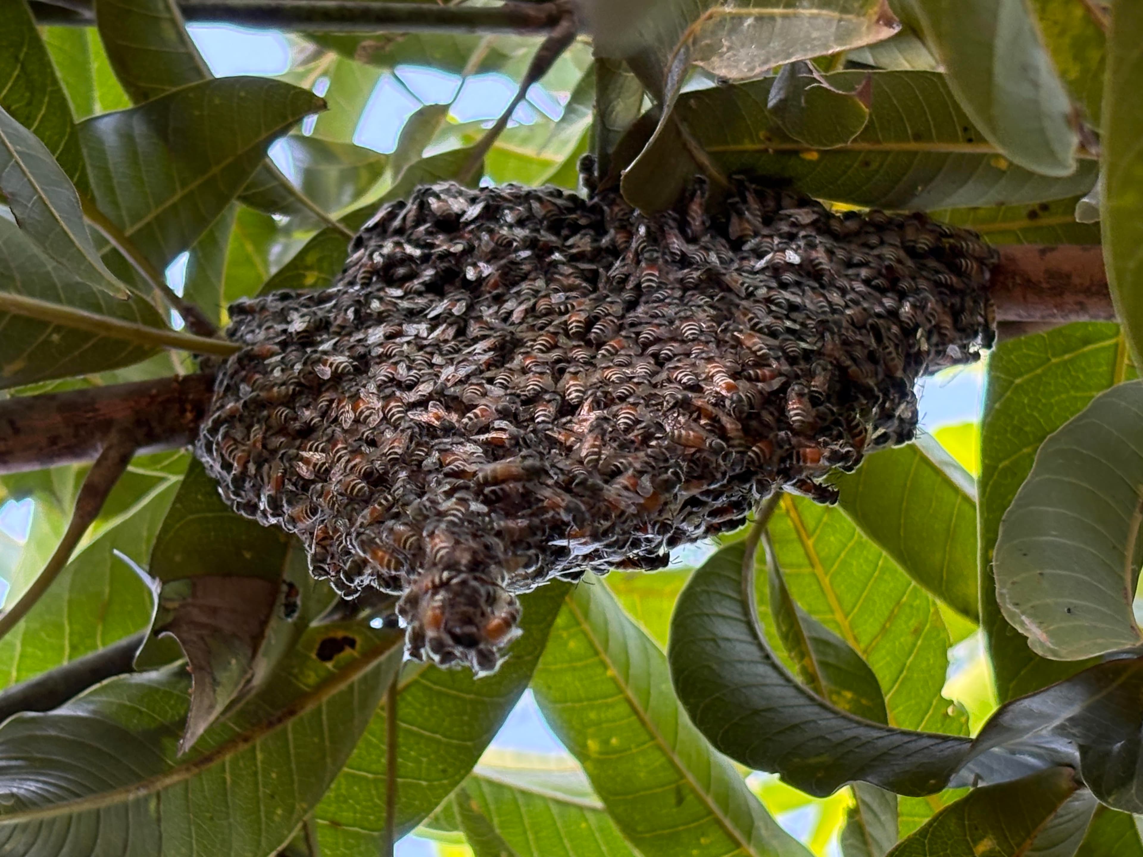 Honey Bee