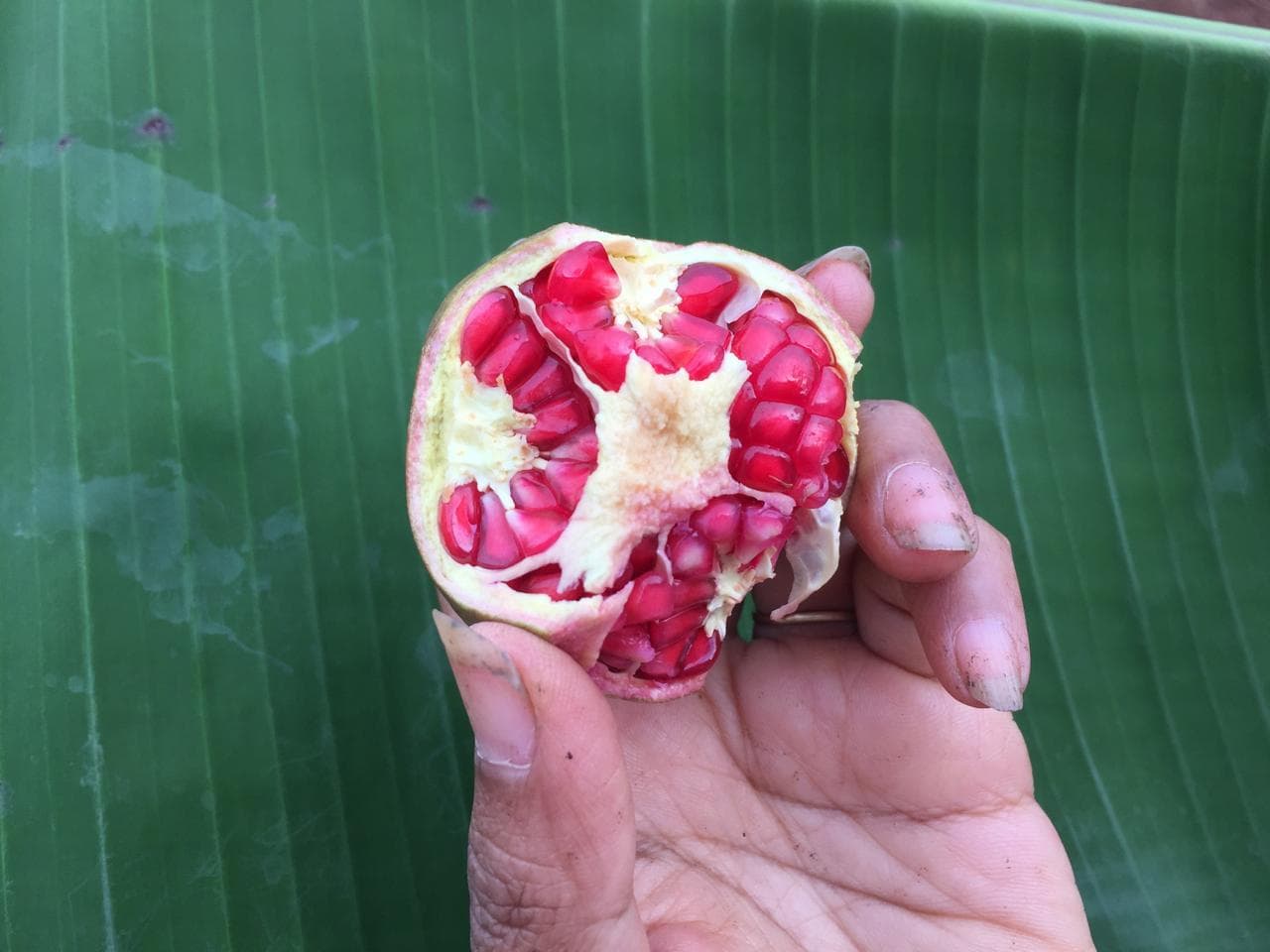 Pomegranate