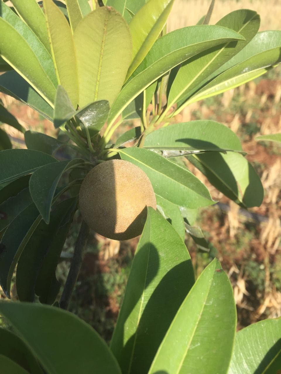 Sapodilla