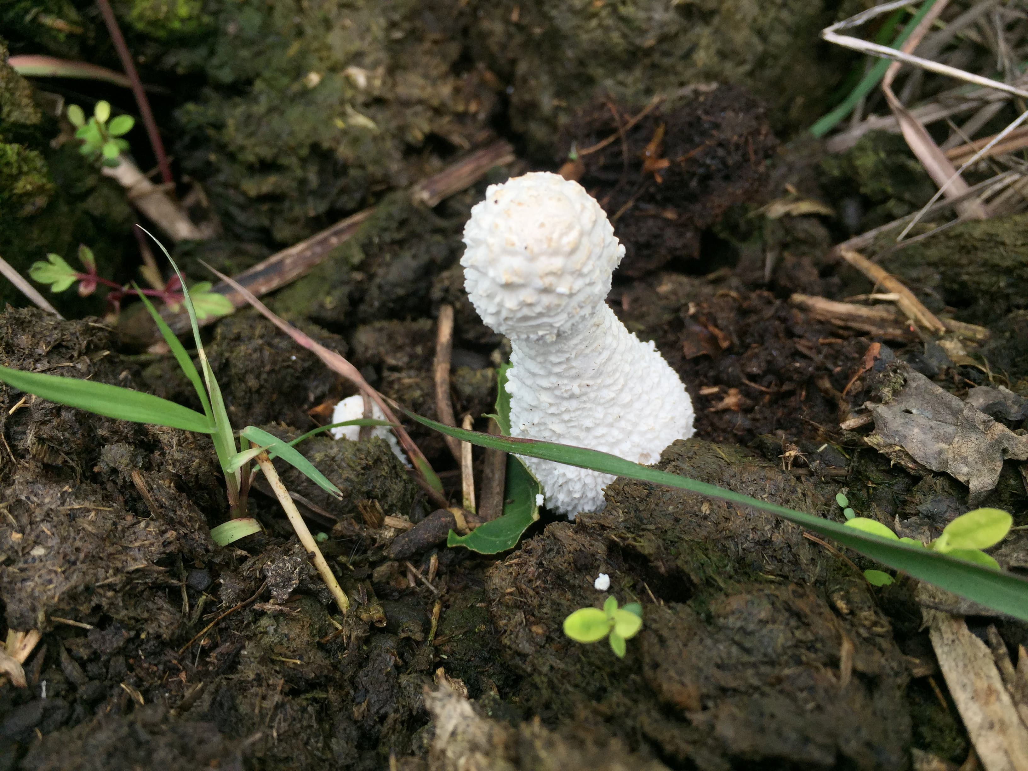 White Chalk Mushroom