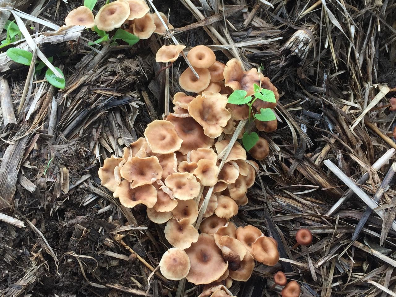 What Is Fungi: The Internet of Earth