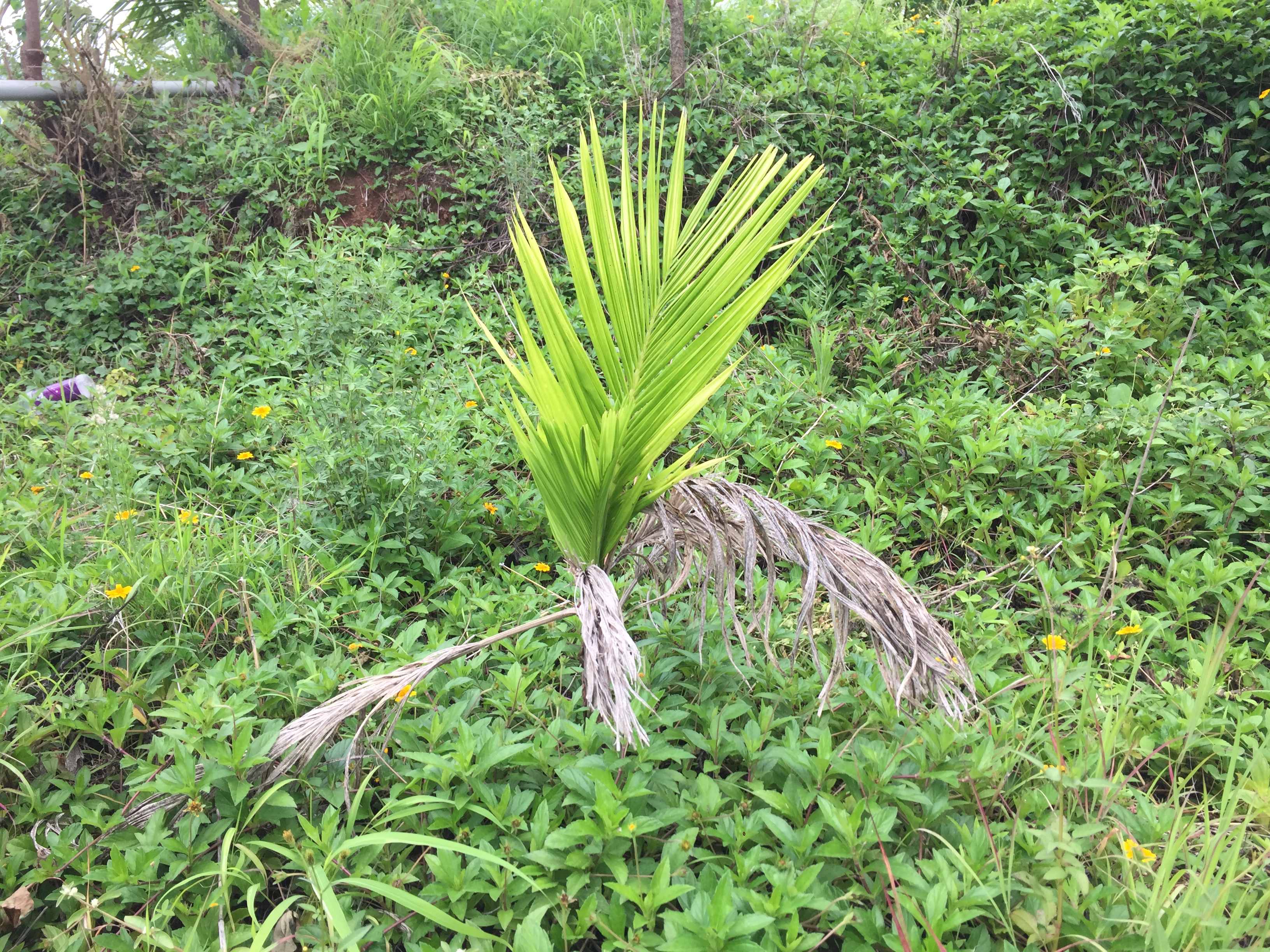 Areca Palm
