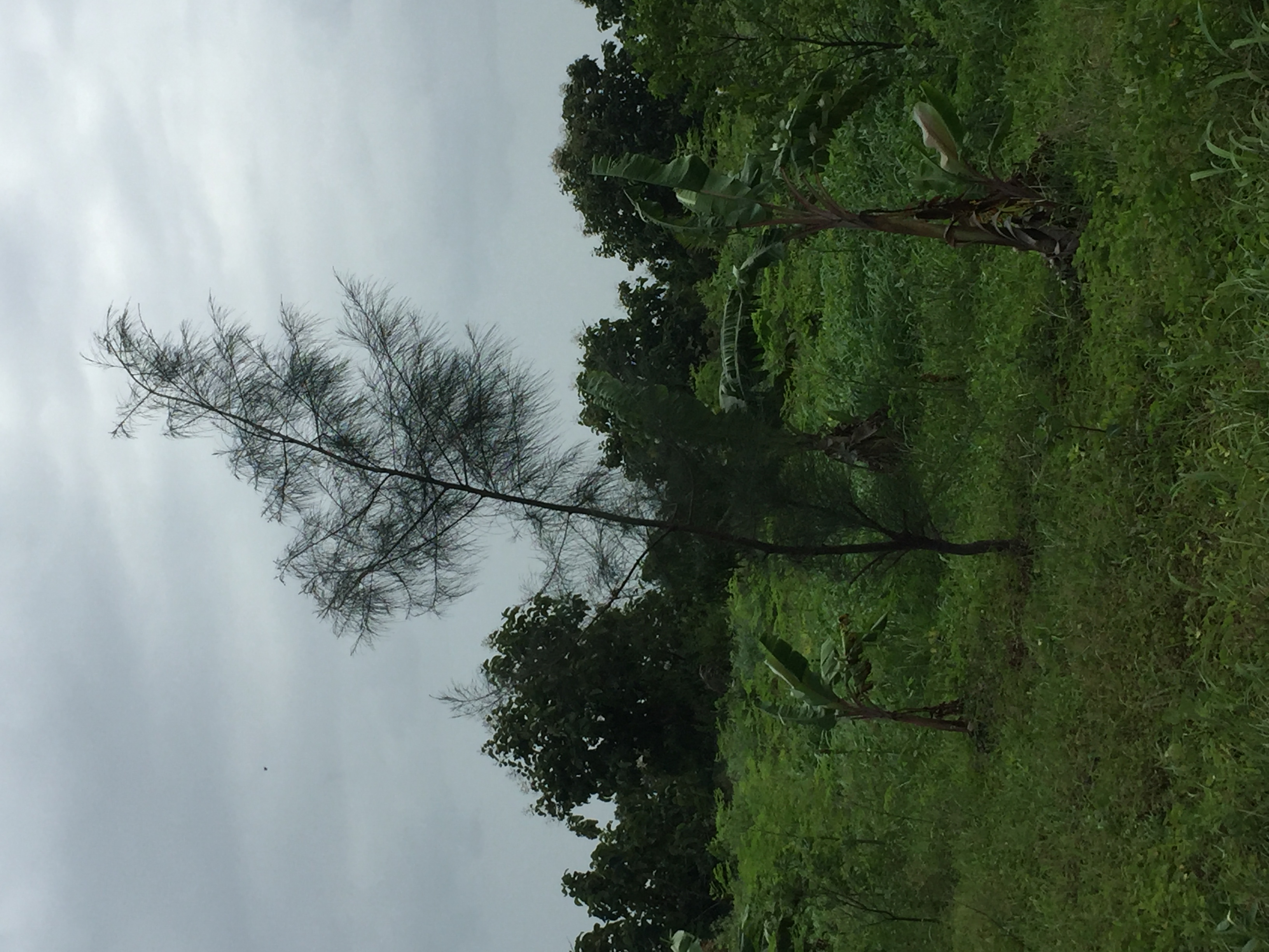 Casuarina