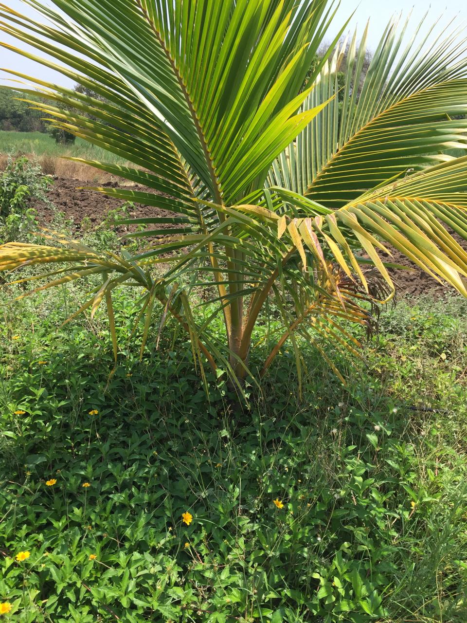 Coconut