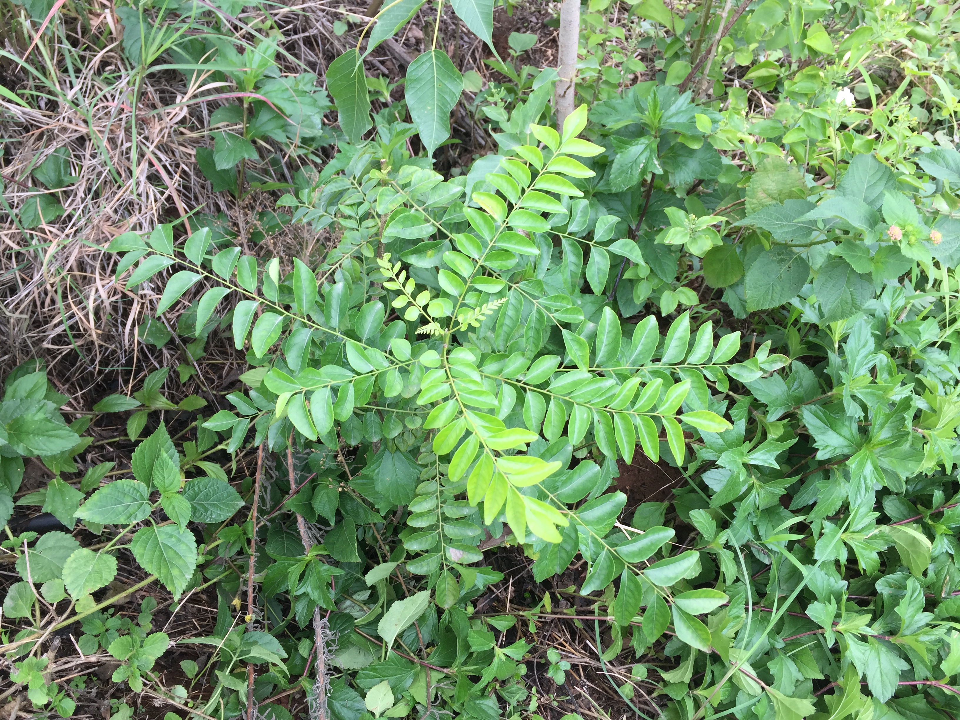 Curry Leaf