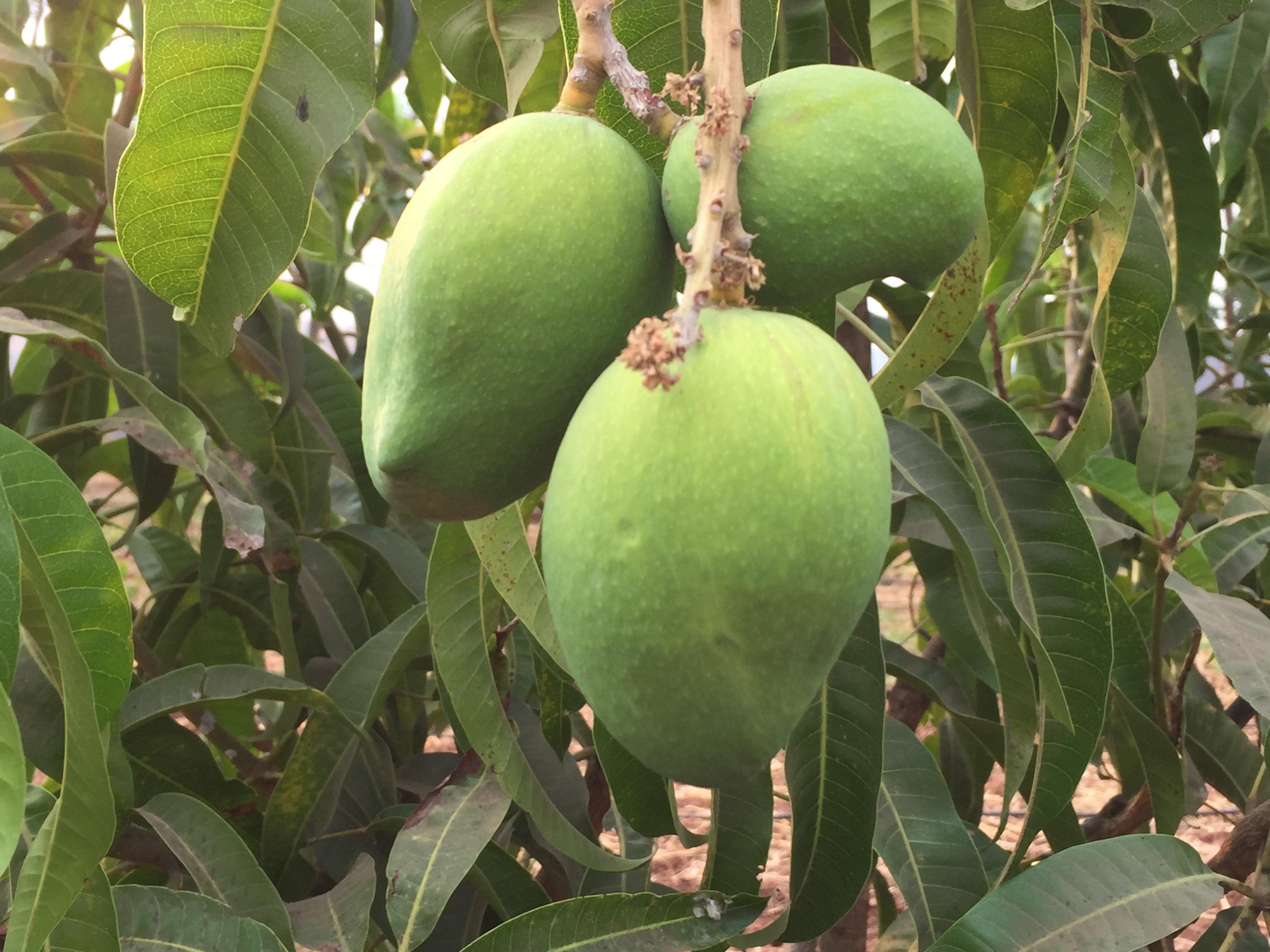 Devgad Mango