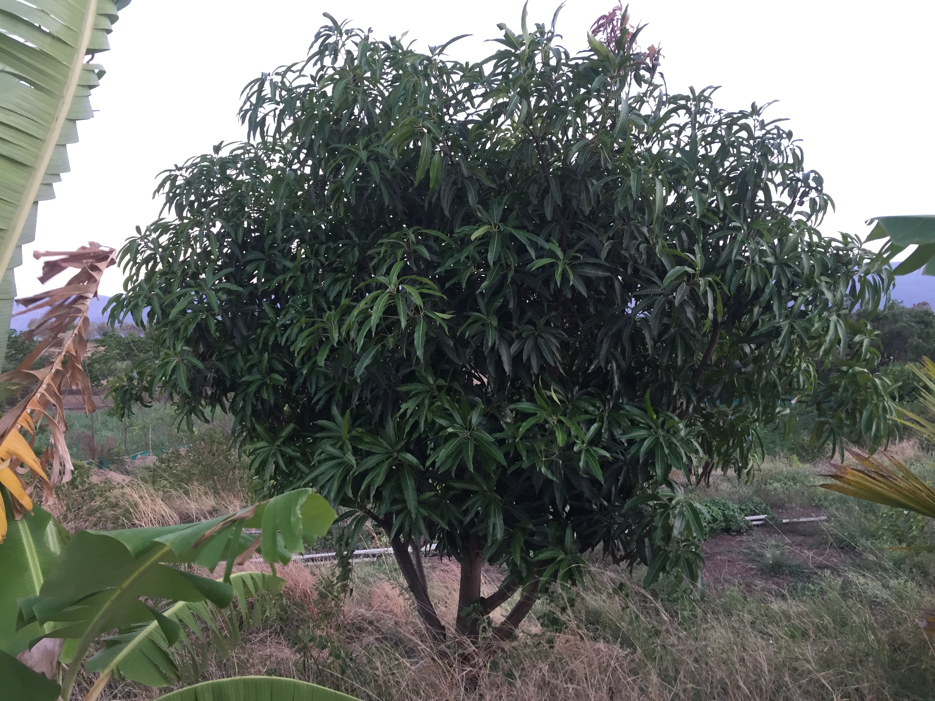 Mango