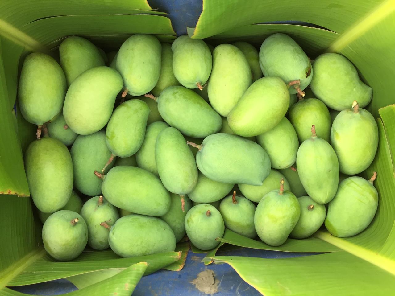 Kesar Mango