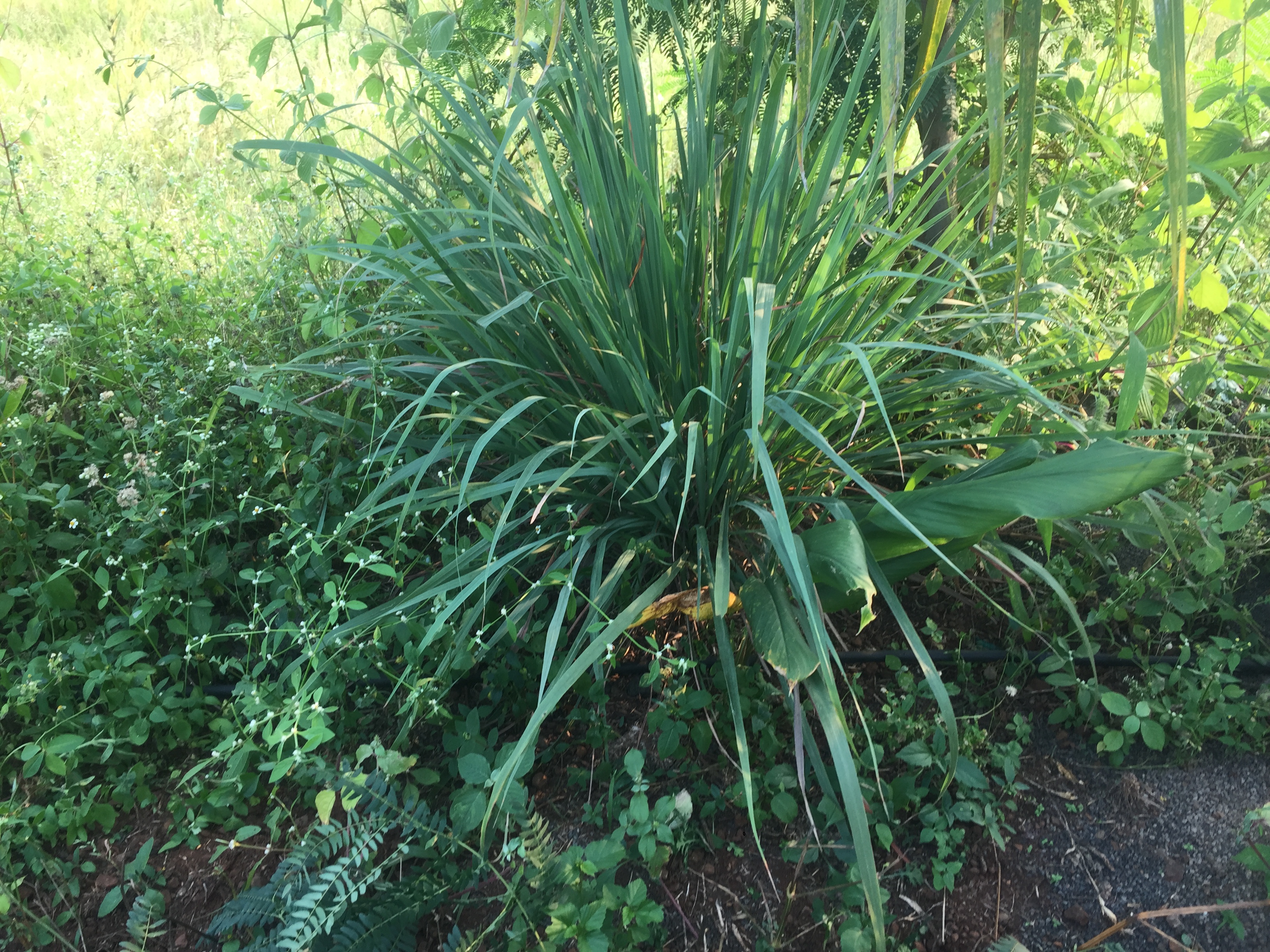 Lemongrass