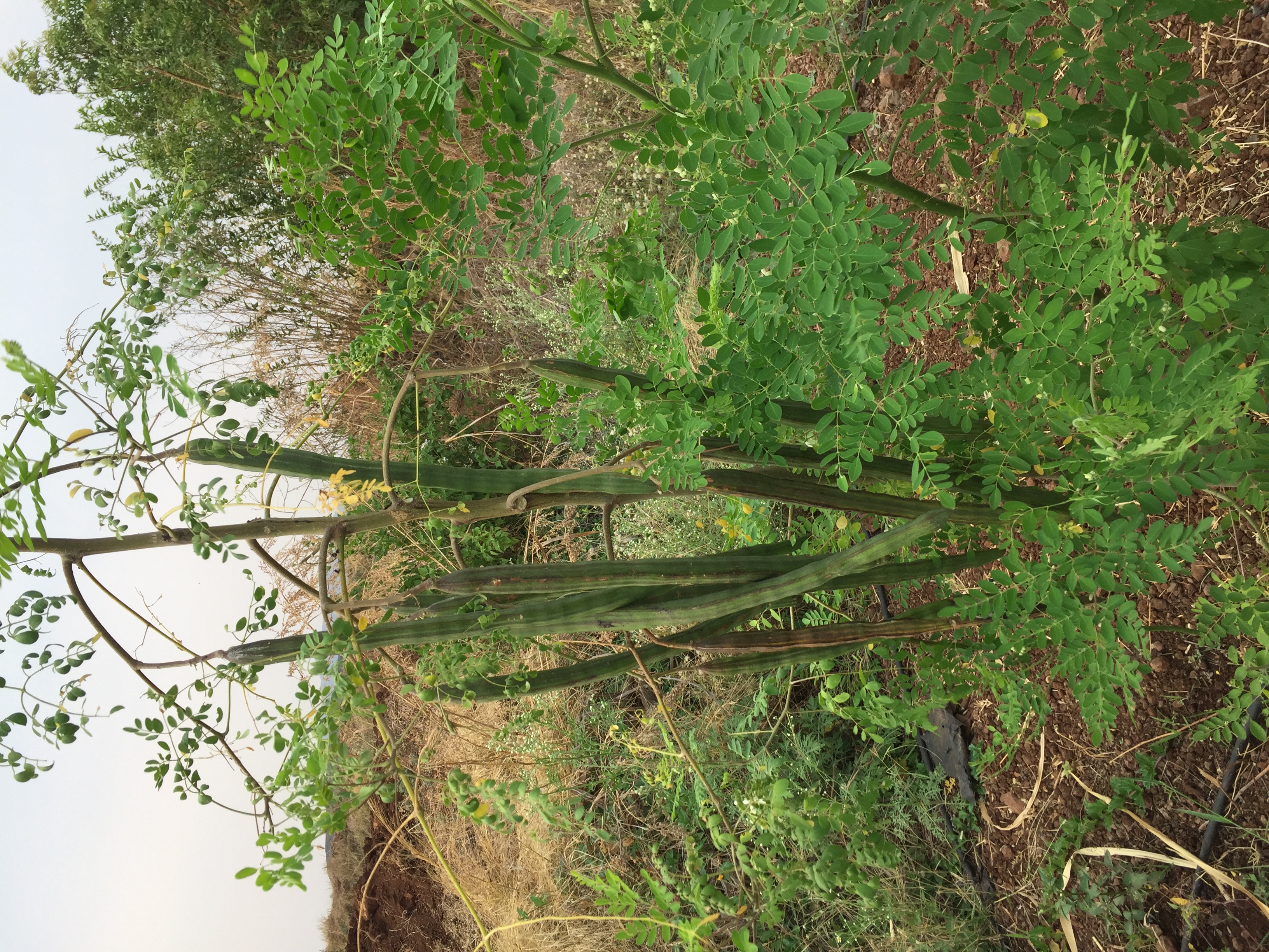 Moringa
