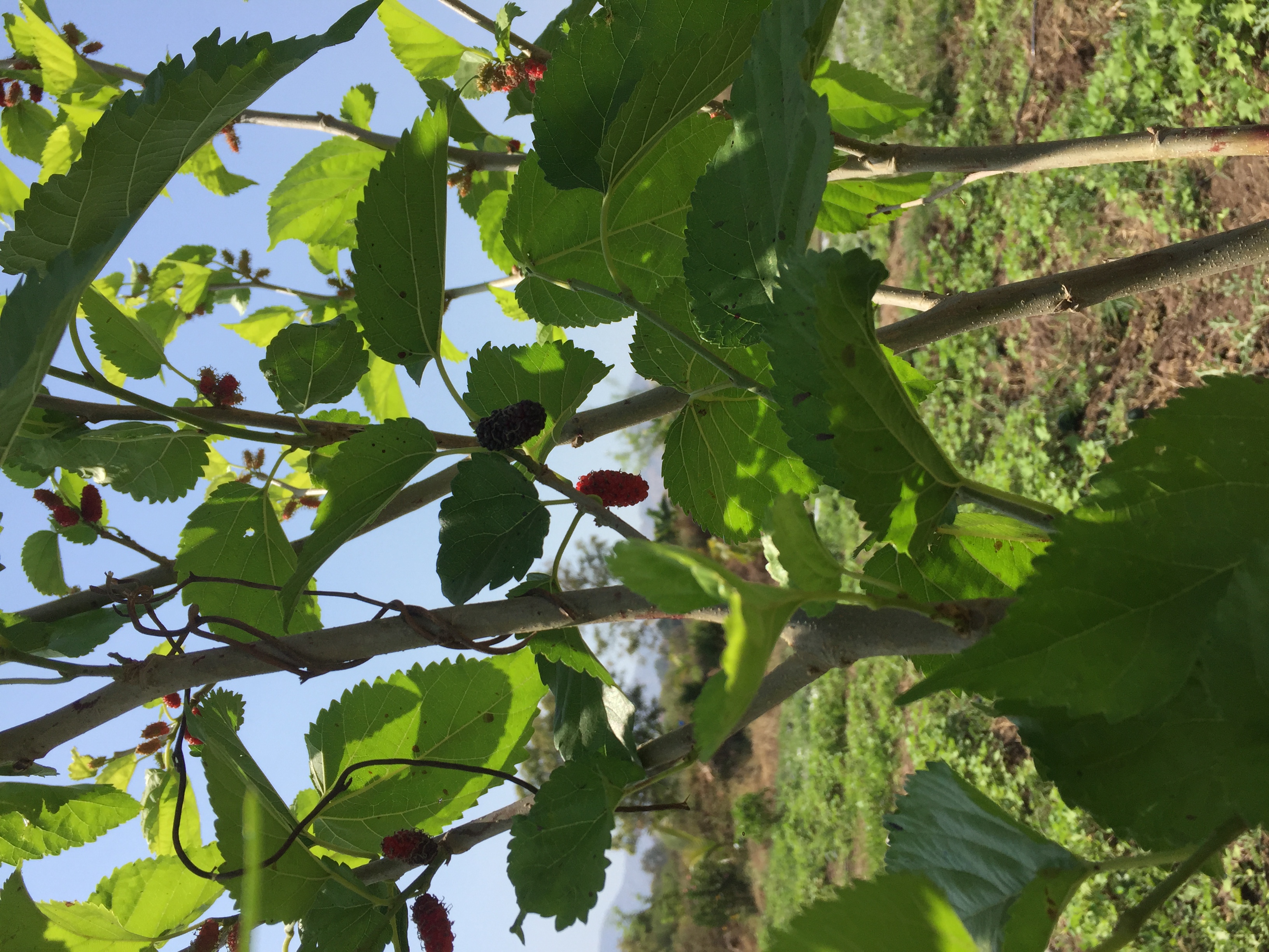 Mulberry