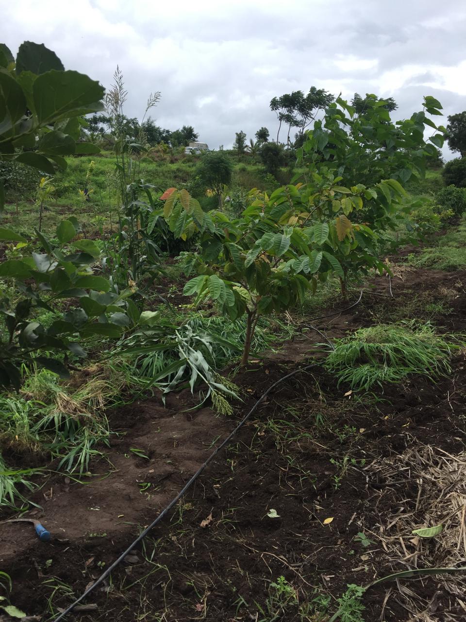 How to Grow a Food Forest – A Step-by-Step Guide