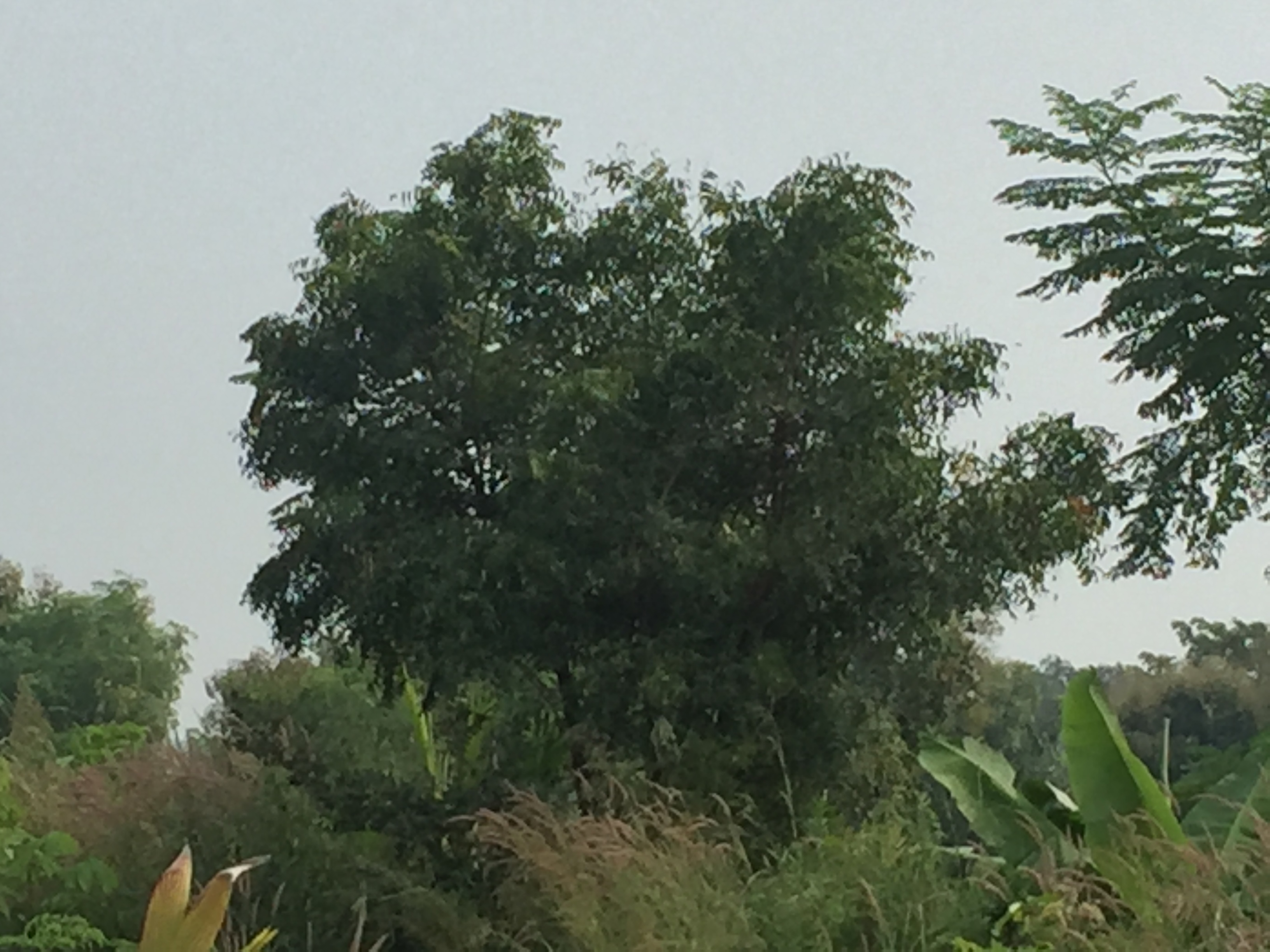 Neem