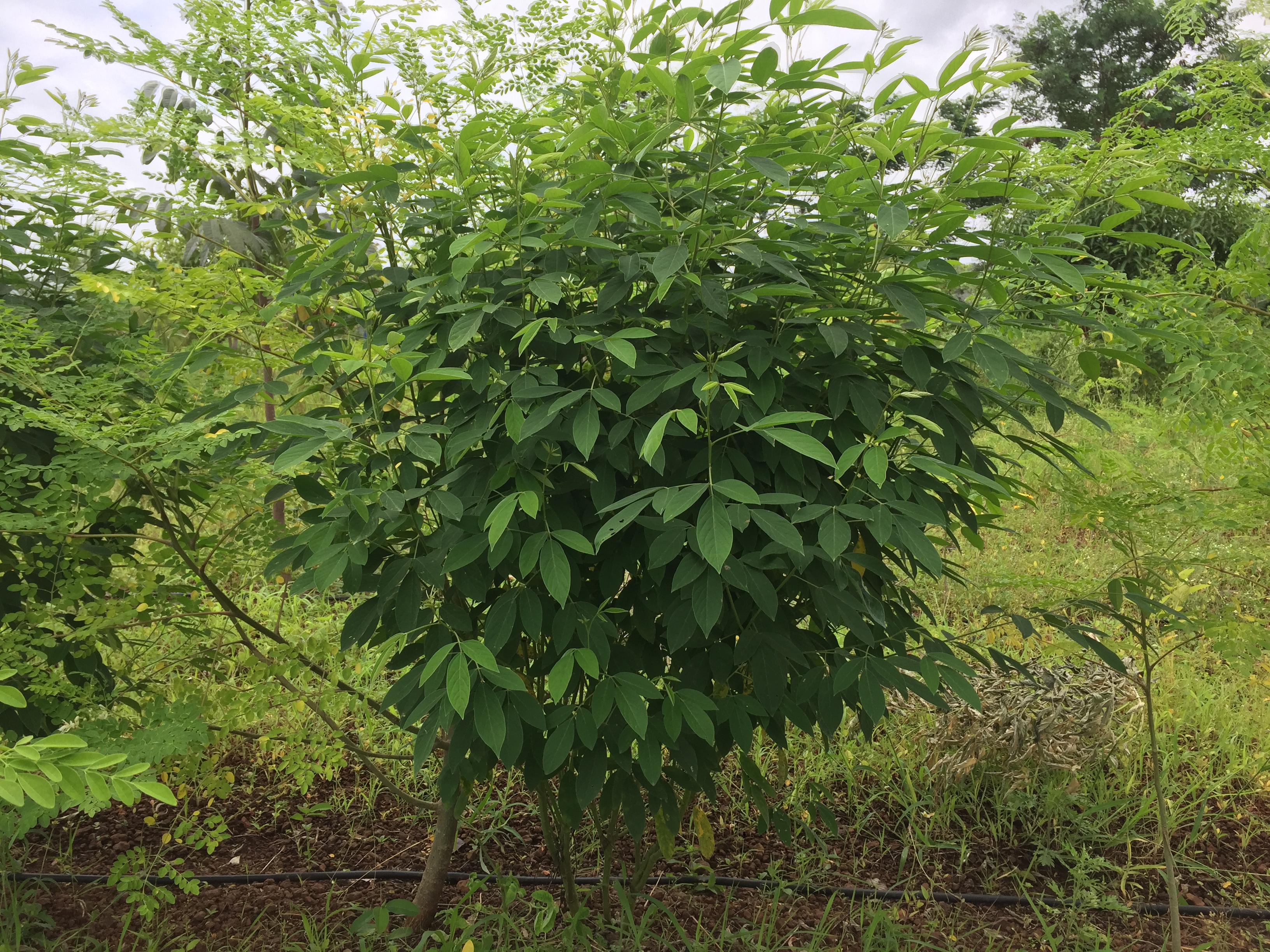 Pigeon Pea
