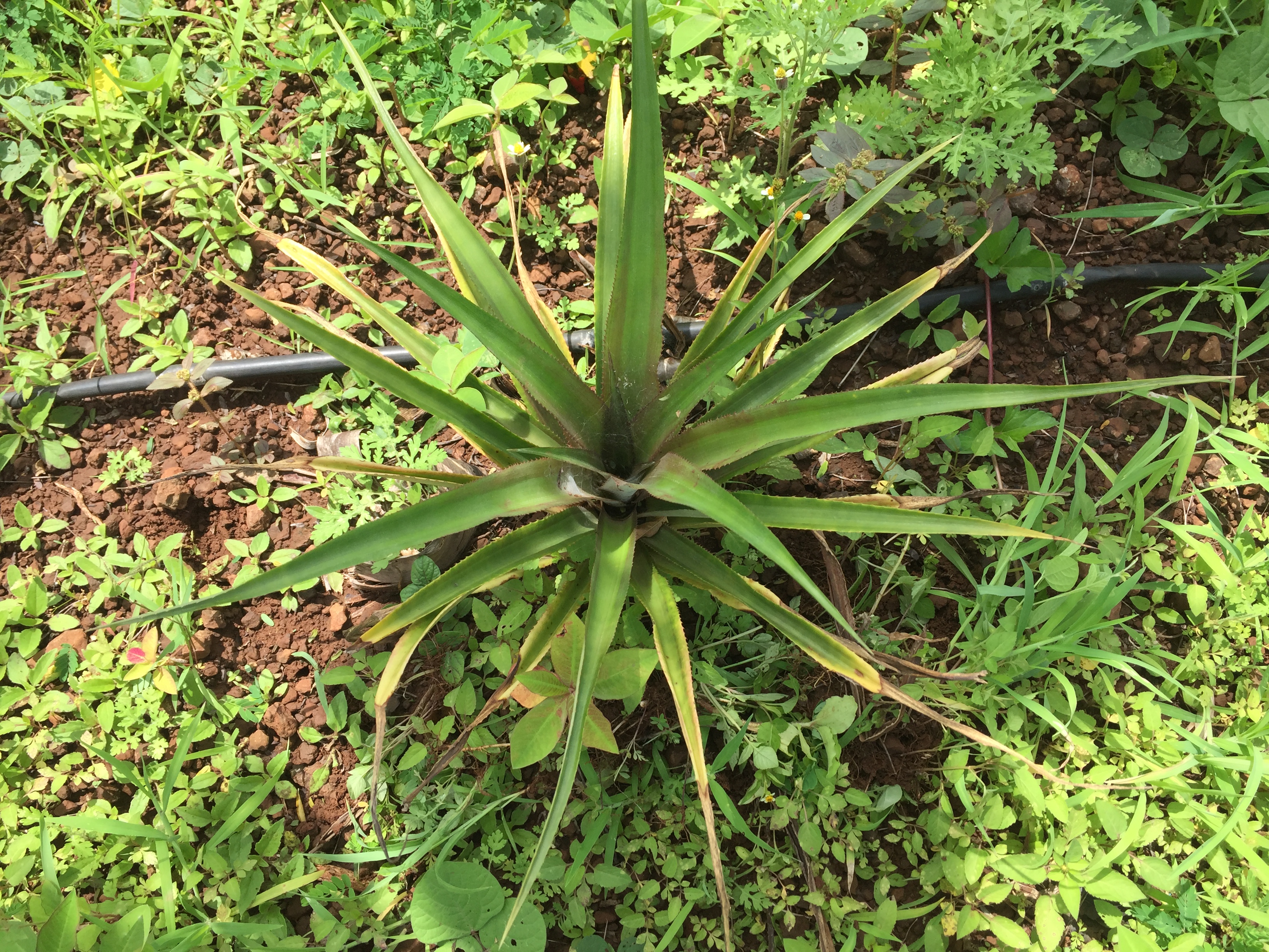 Pineapple