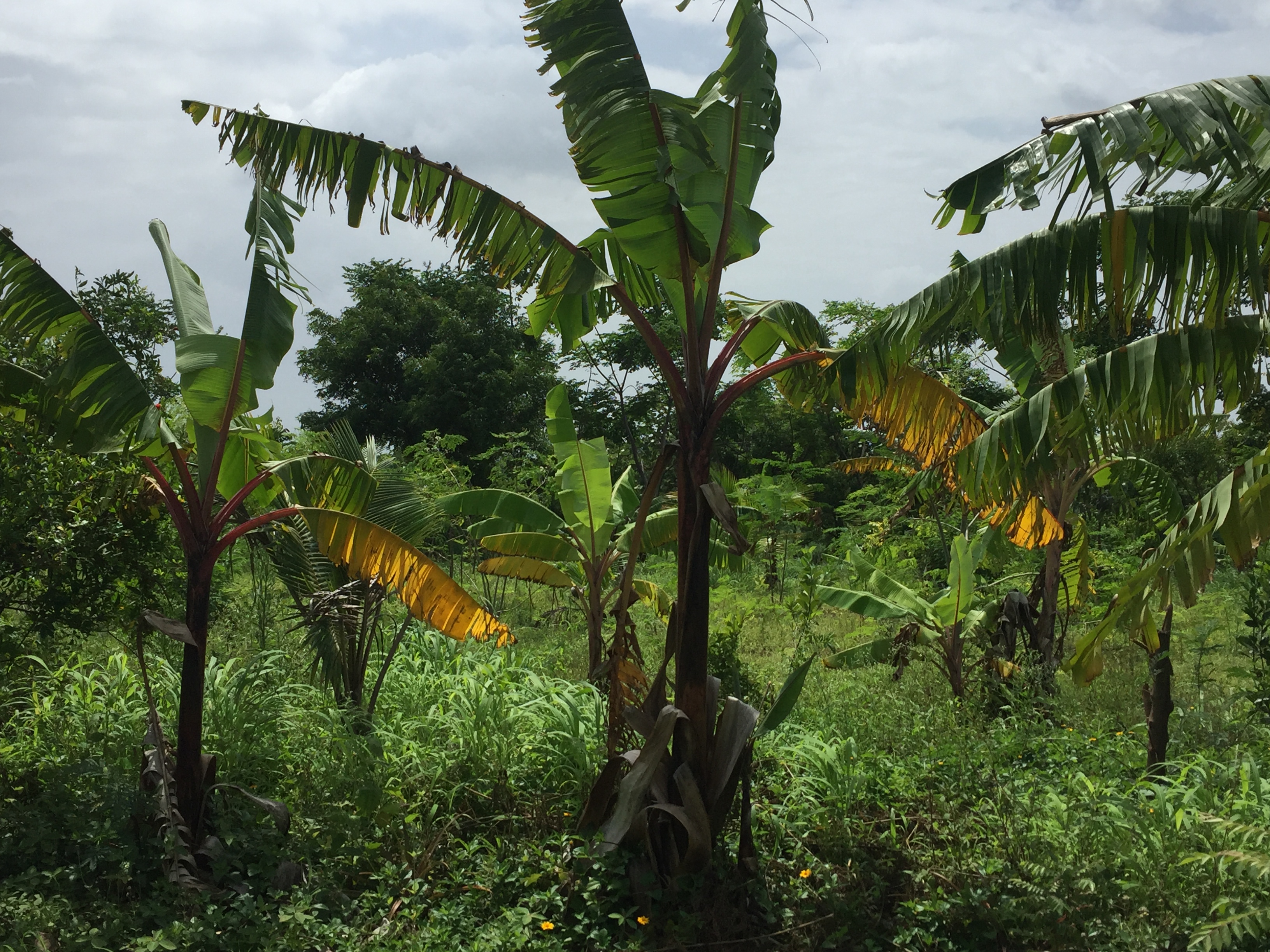 Red Banana